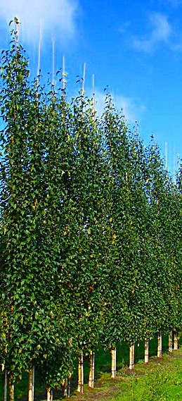 brzoza fastigiata - ozdobne drzewo o drobnych lisciach